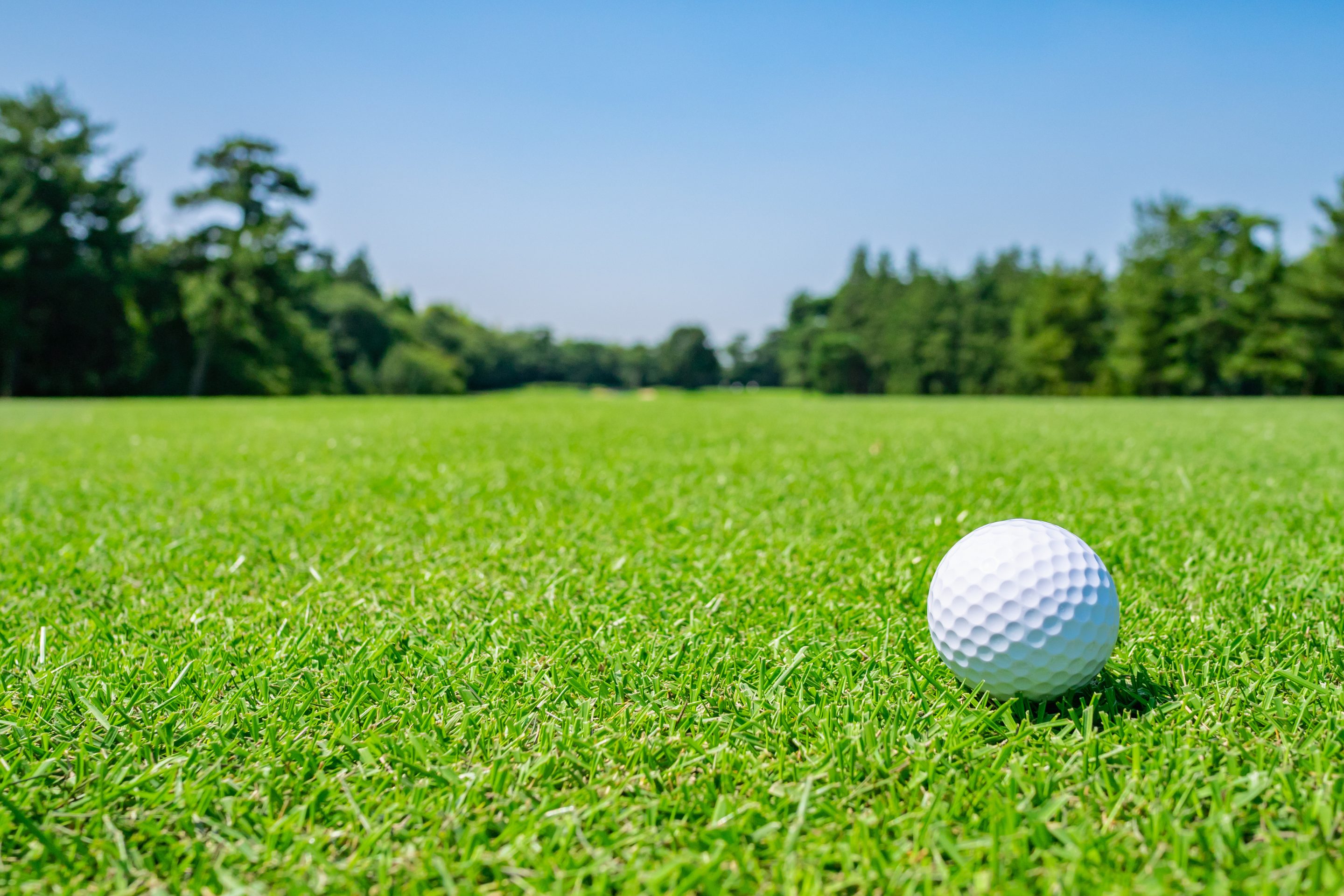 Close-up of a white golf ball on a vibrant green fairway, with trees and a clear blue sky in the background.